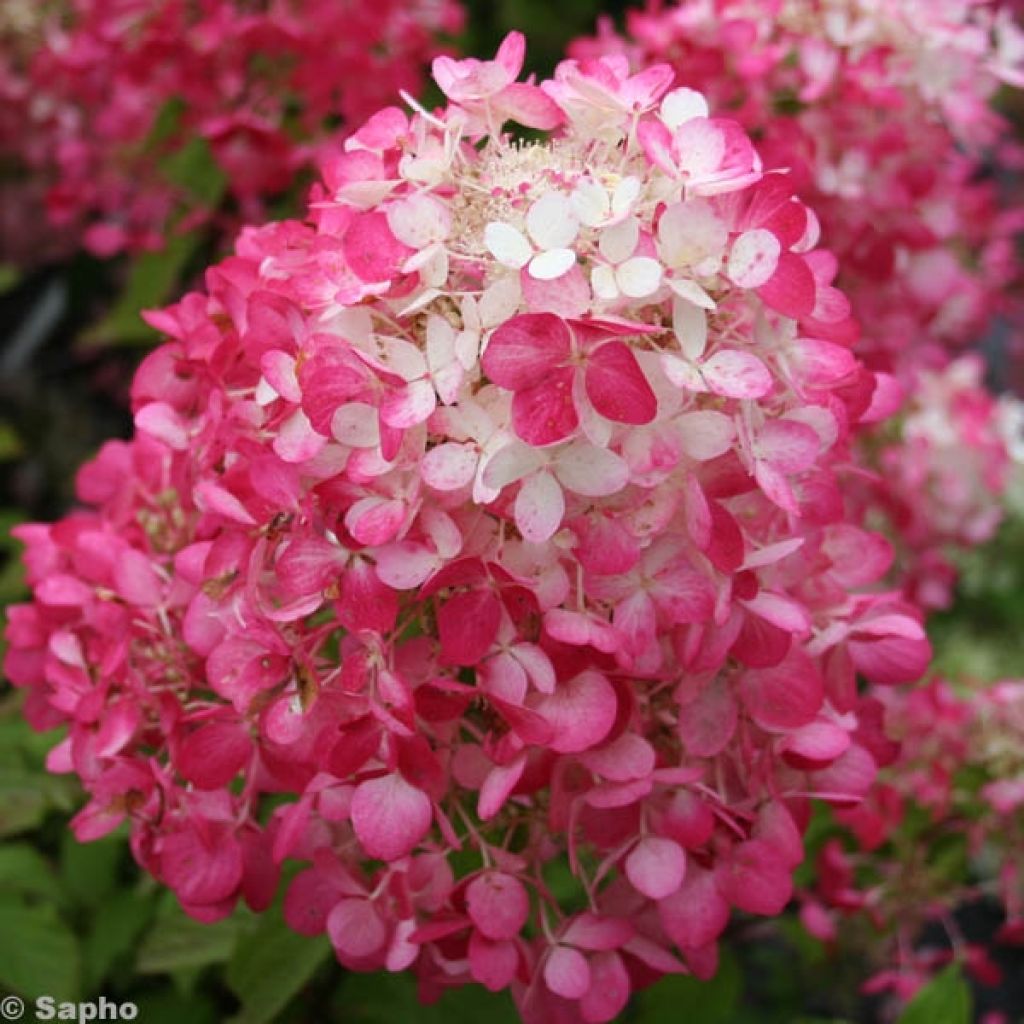 Hydrangea paniculata Diamant Rouge