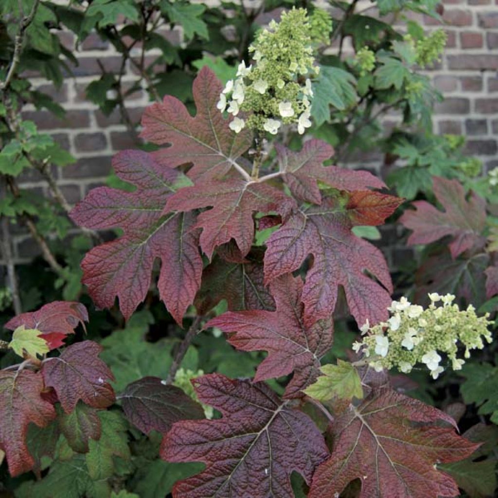 Hydrangea quercifolia Snowflake