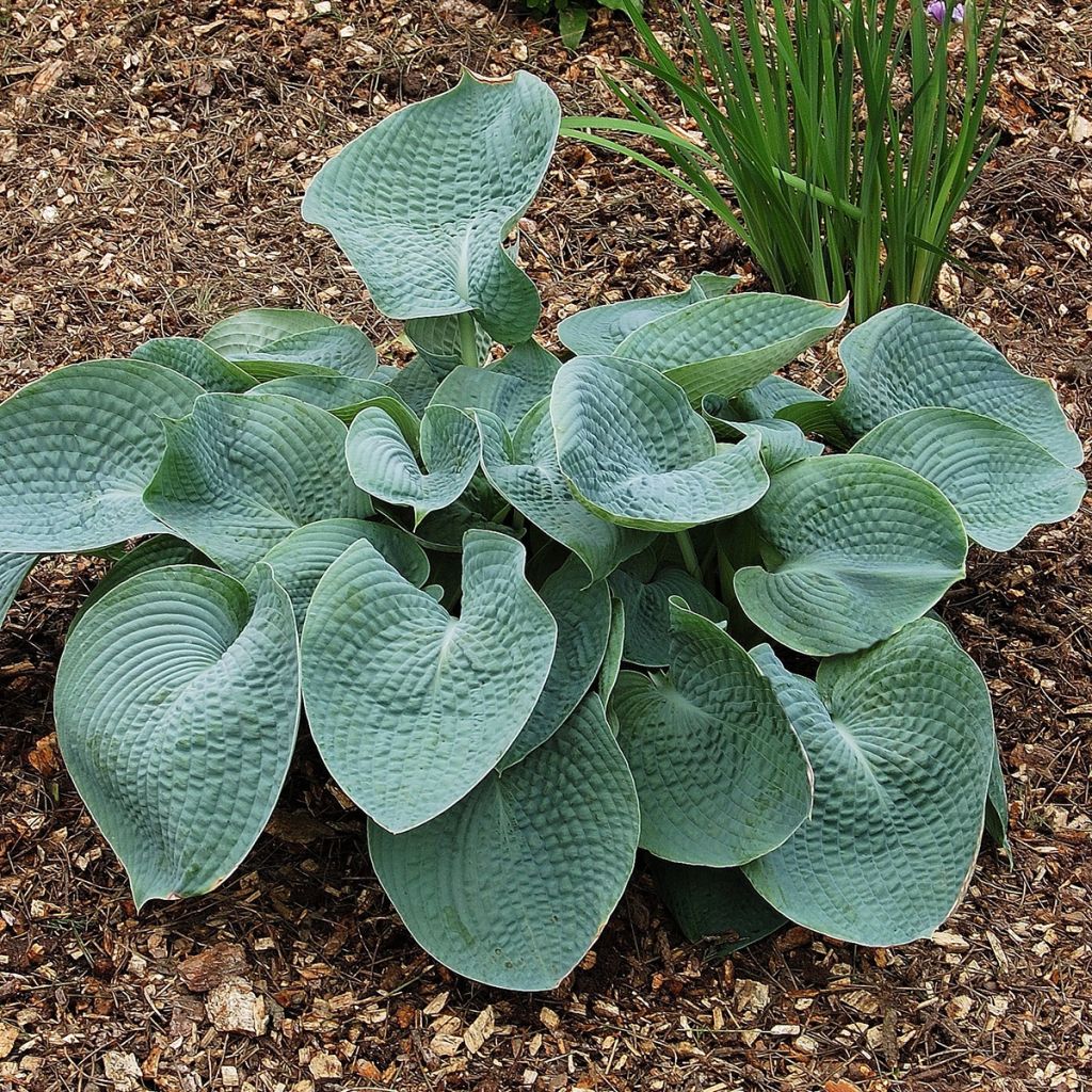 Hosta sieboldiana Abiqua Drinking Gourd
