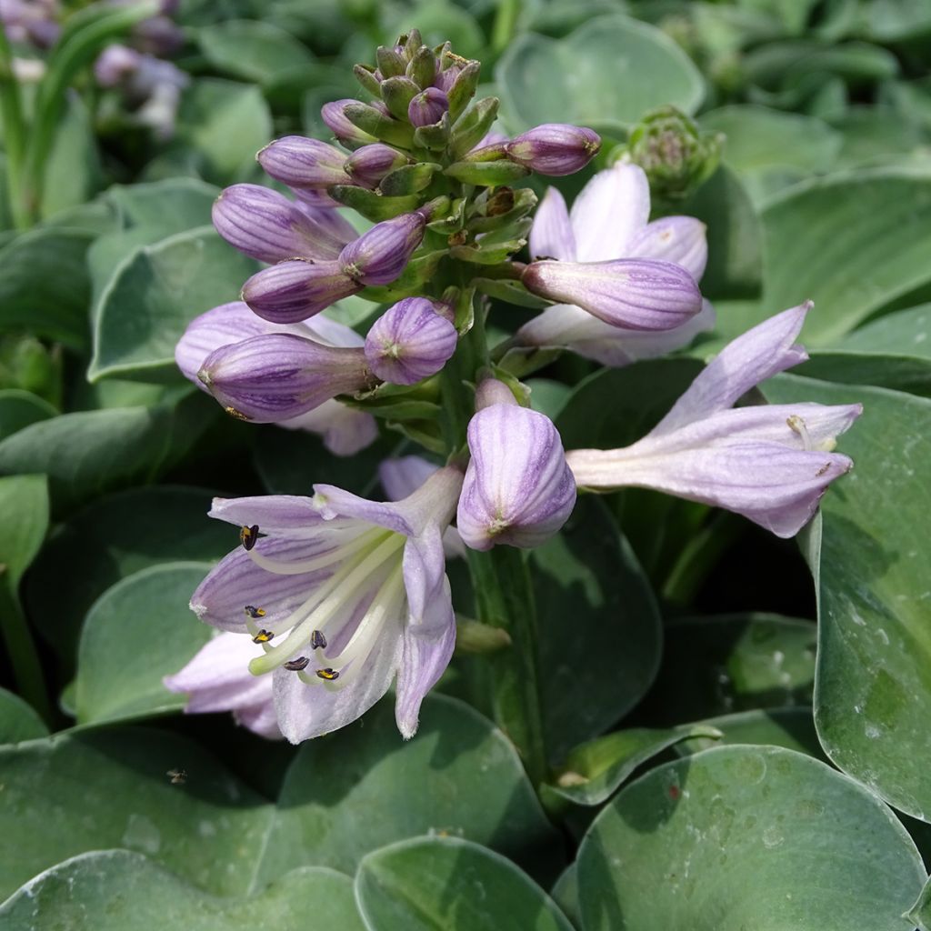 Hosta Blue Mouse Ears