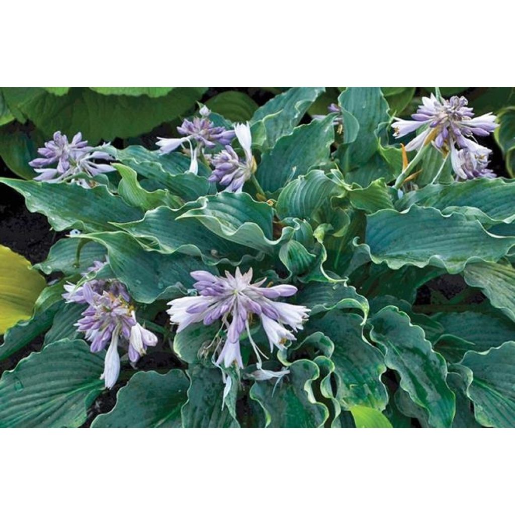 Hosta  Waterslide