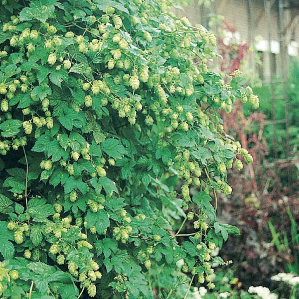 Humulus lupulus Magnum - Common Hop