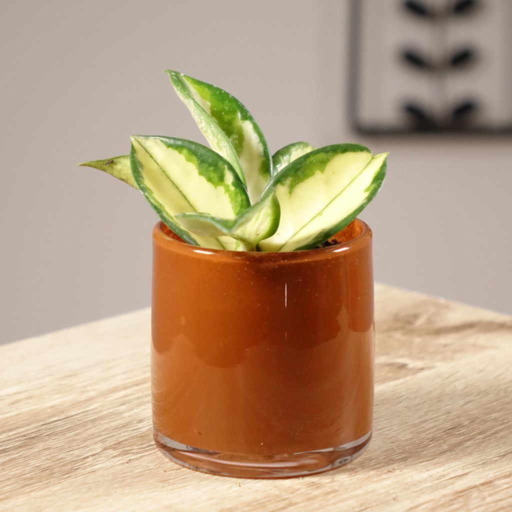 Hoya carnosa Tricolor - Wax plant