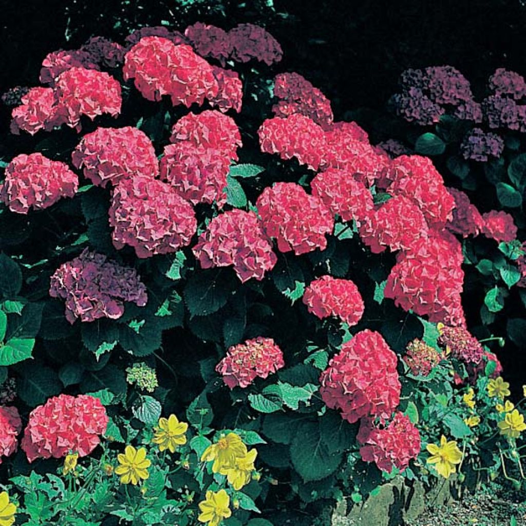 Hydrangea macrophylla Glowing Ambers