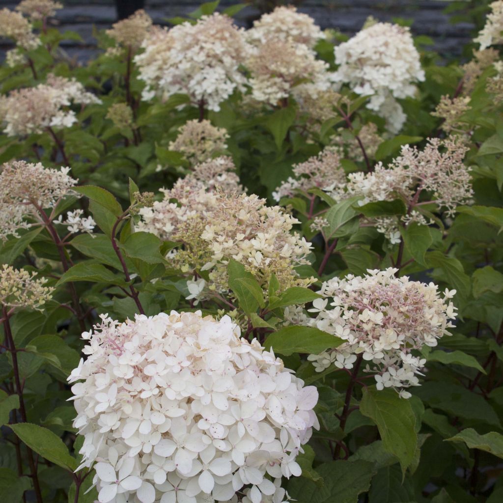 Hydrangea paniculata Phantom - Panicle Hydrangea