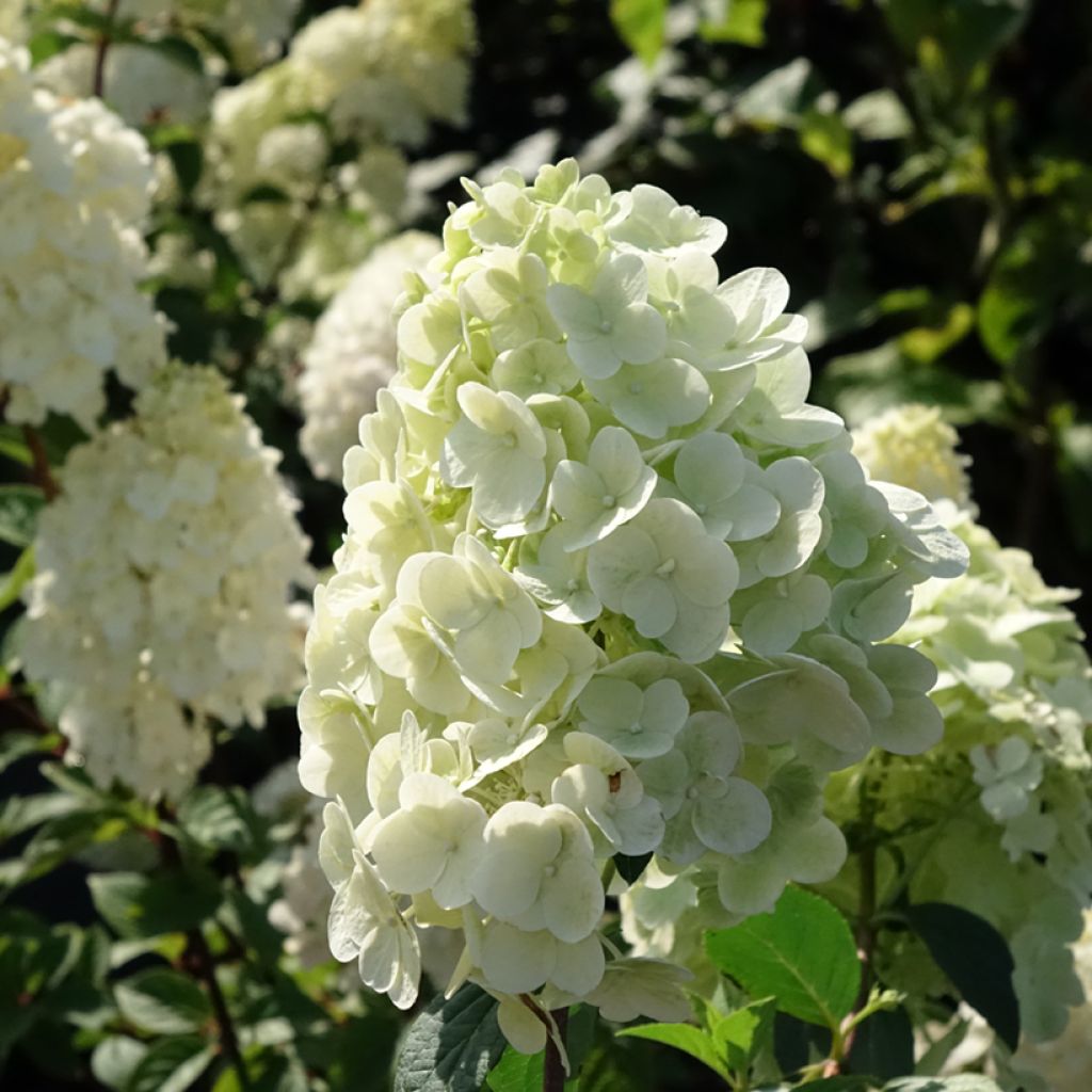 Hydrangea paniculata Sundae Fraise