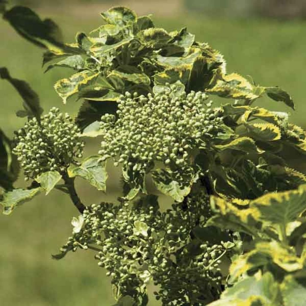 Hydrangea petiolaris Mirranda- Climbing Hydrangea