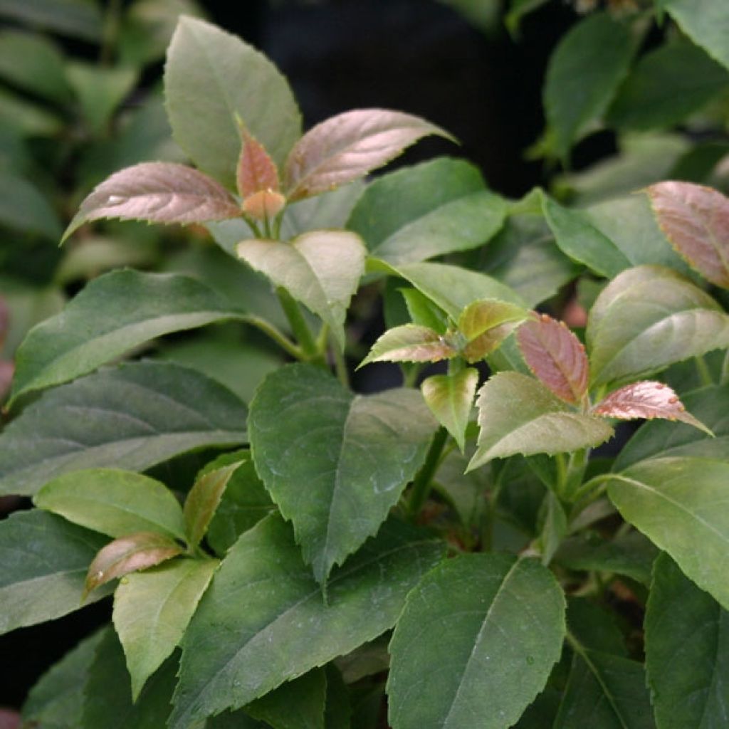 Hydrangea Semiola