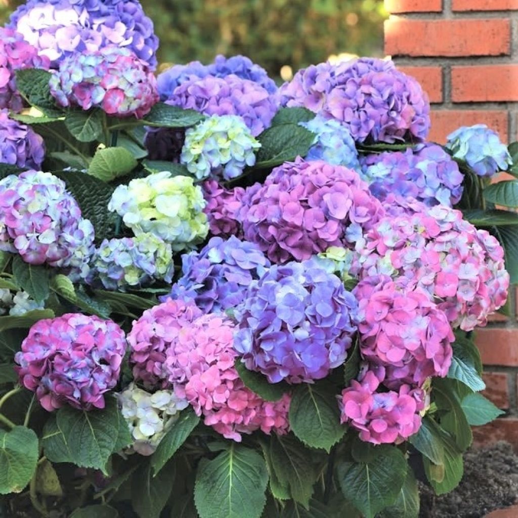 Hydrangea macrophylla L.A. Dreamin Lindsey Ann