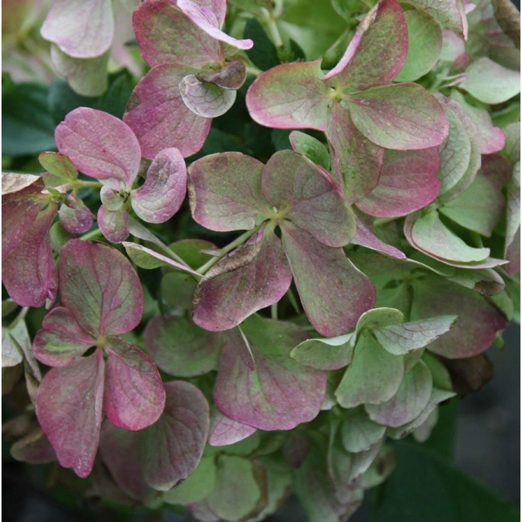 Hydrangea paniculata Diamant Rouge