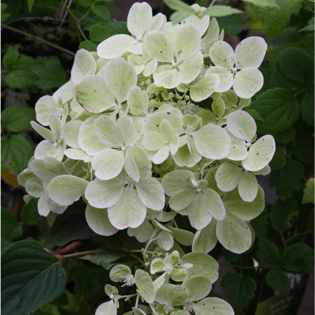 Hydrangea paniculata Diamant Rouge