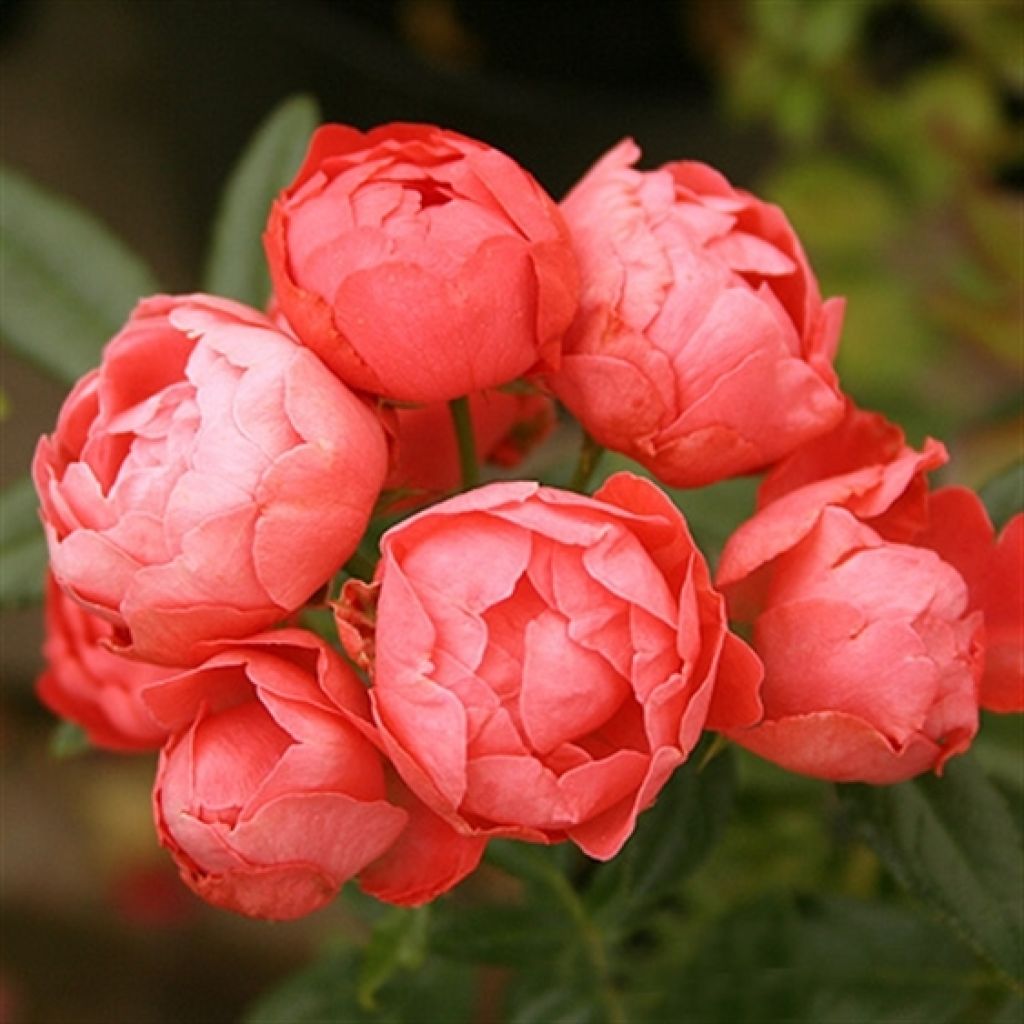 Rosa x polyantha Fête des Mères Orange (Orange Morsdag)