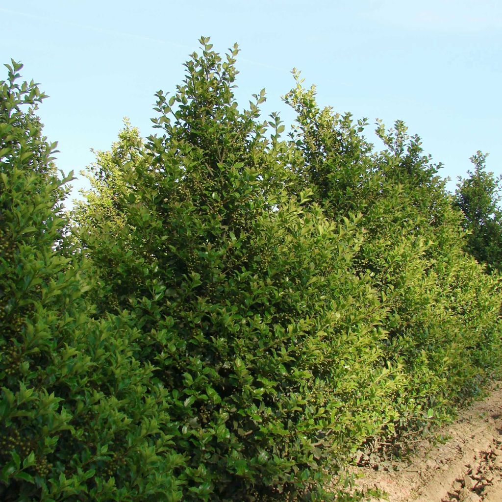 Ilex meserveae Hecken Star - Blue Holly