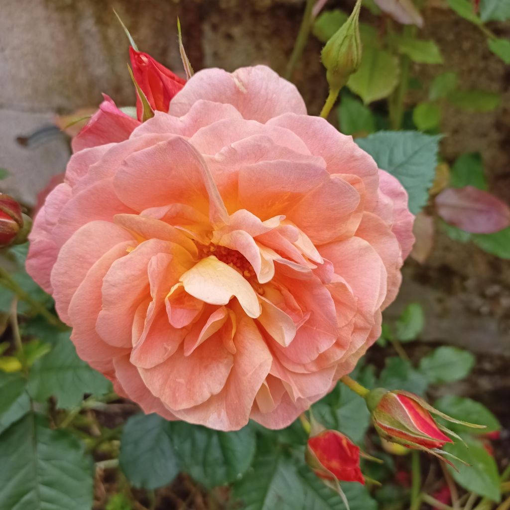 Rosa  Westerland (Korwest) - Hybrid Shrub Rose