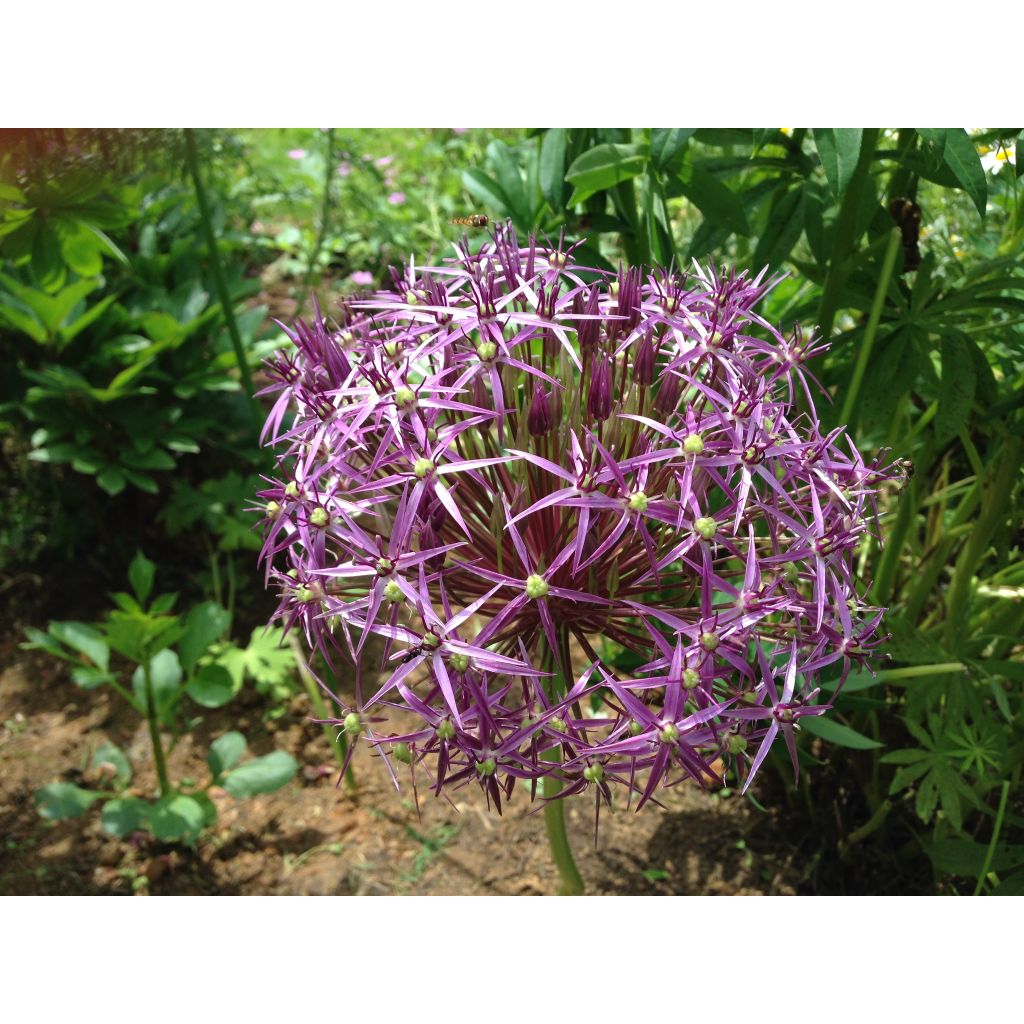 Allium cristophii
