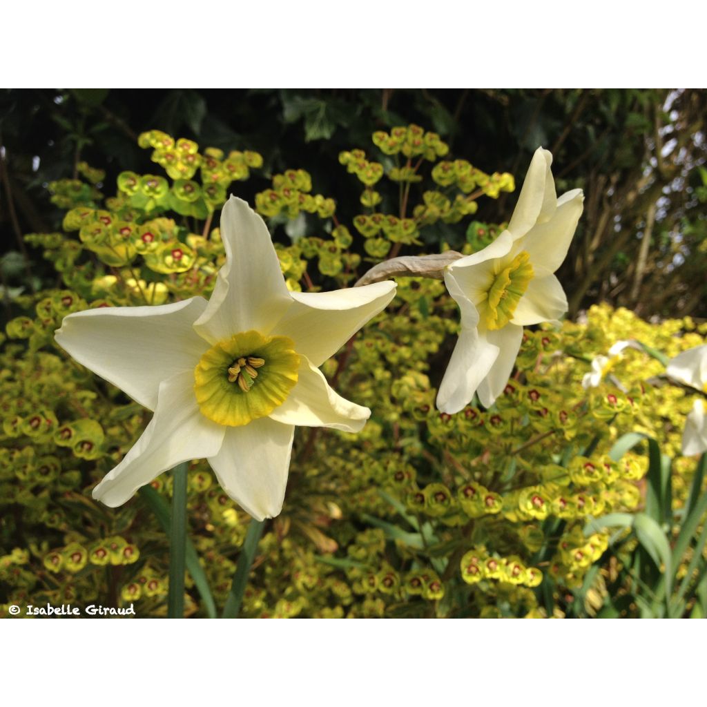Narcissus Sinopel - Daffodil