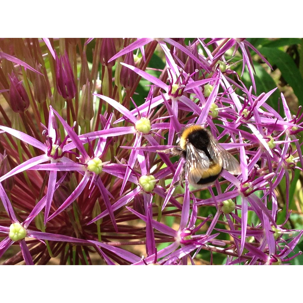 Allium cristophii