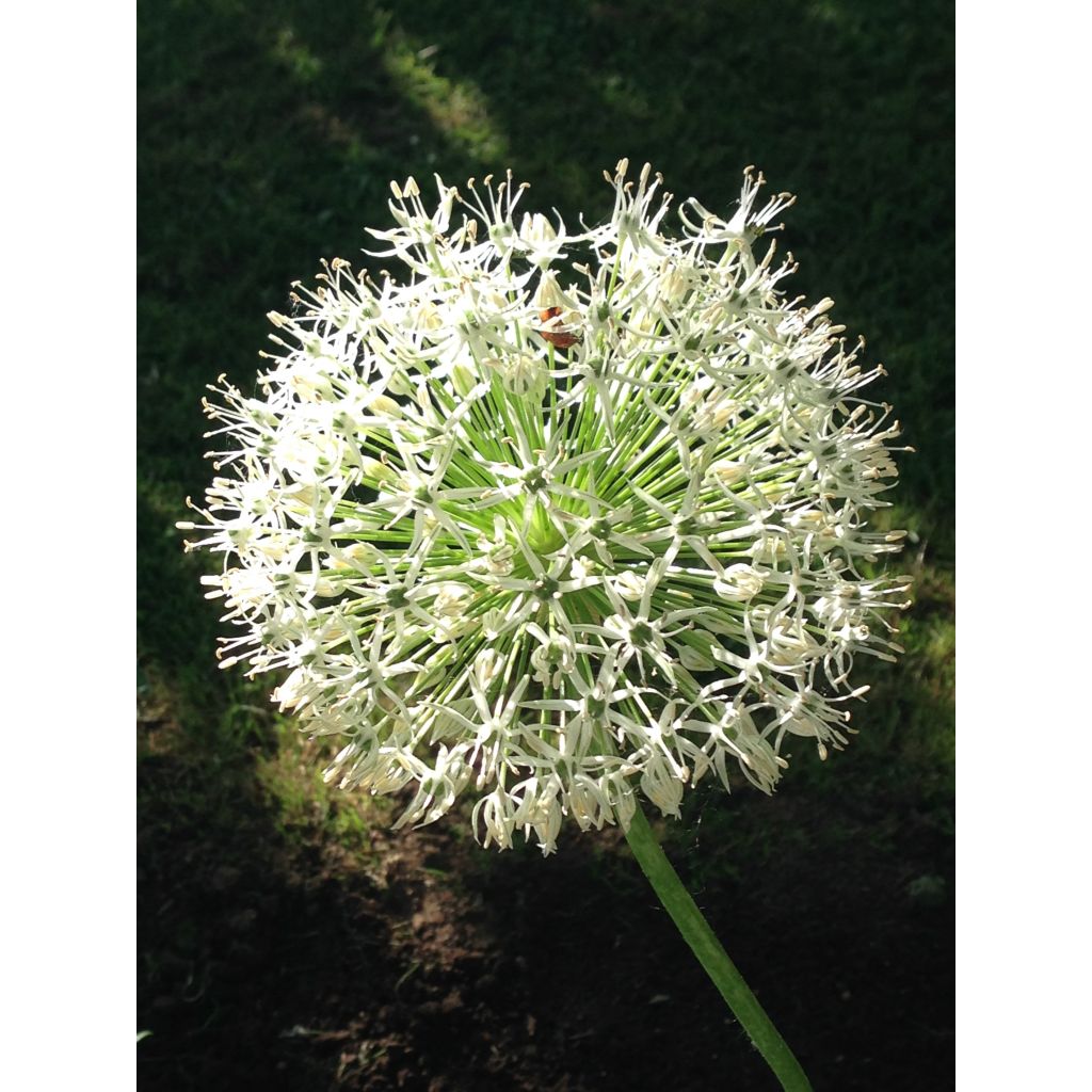 Allium stipitatum White Giant