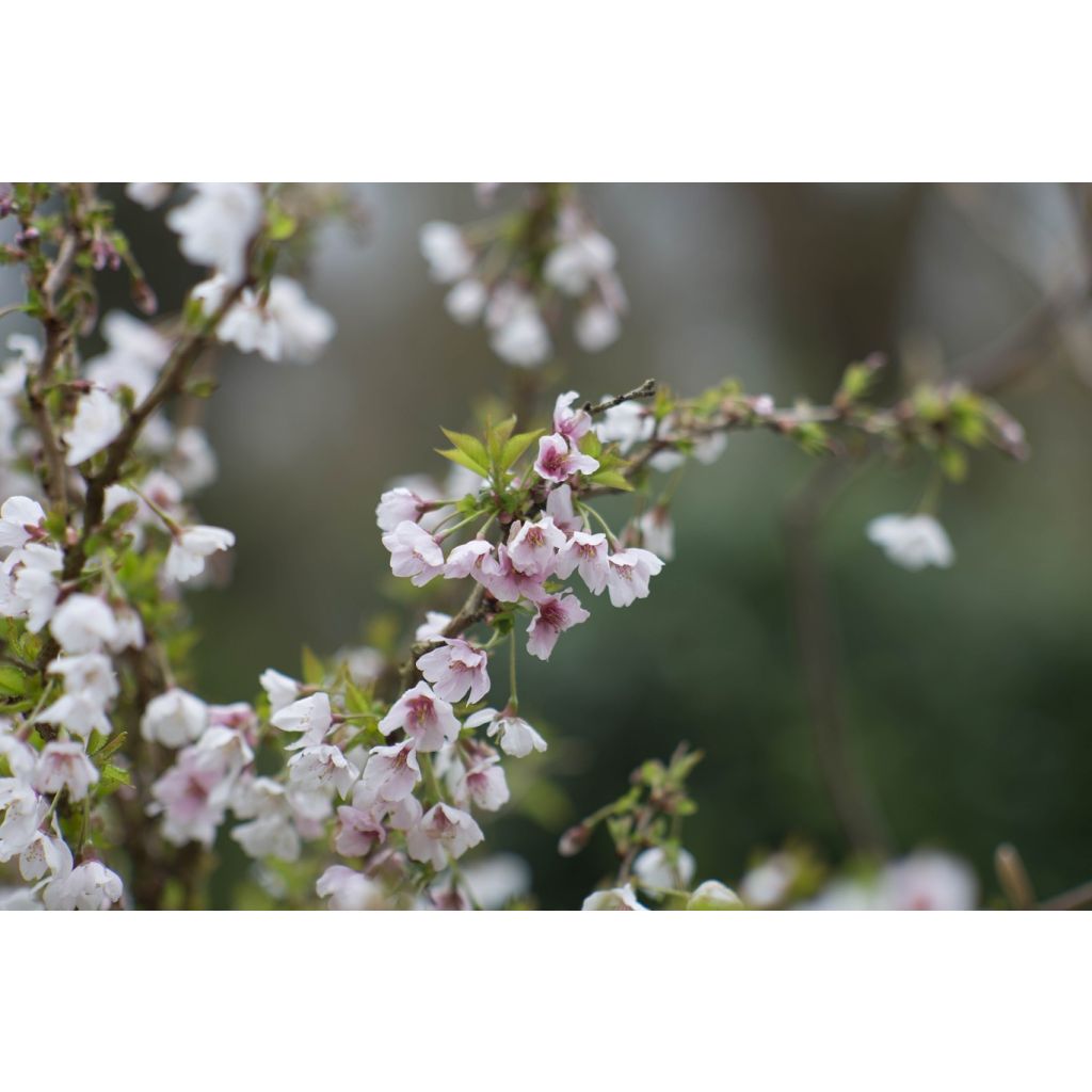 Prunus incisa Kojo-No-Mai - Cherry
