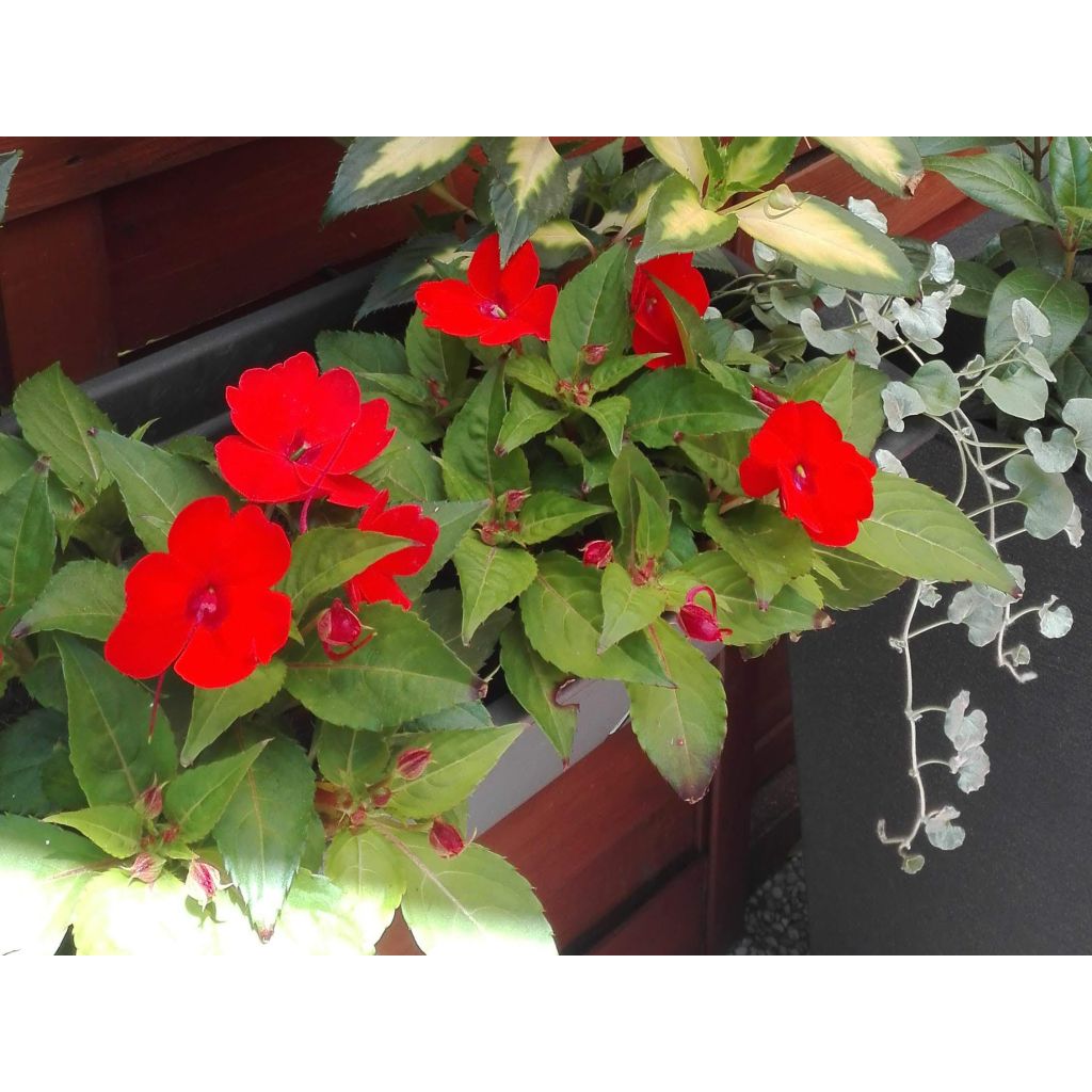 Impatiens Sunpatiens Compact Electric Orange