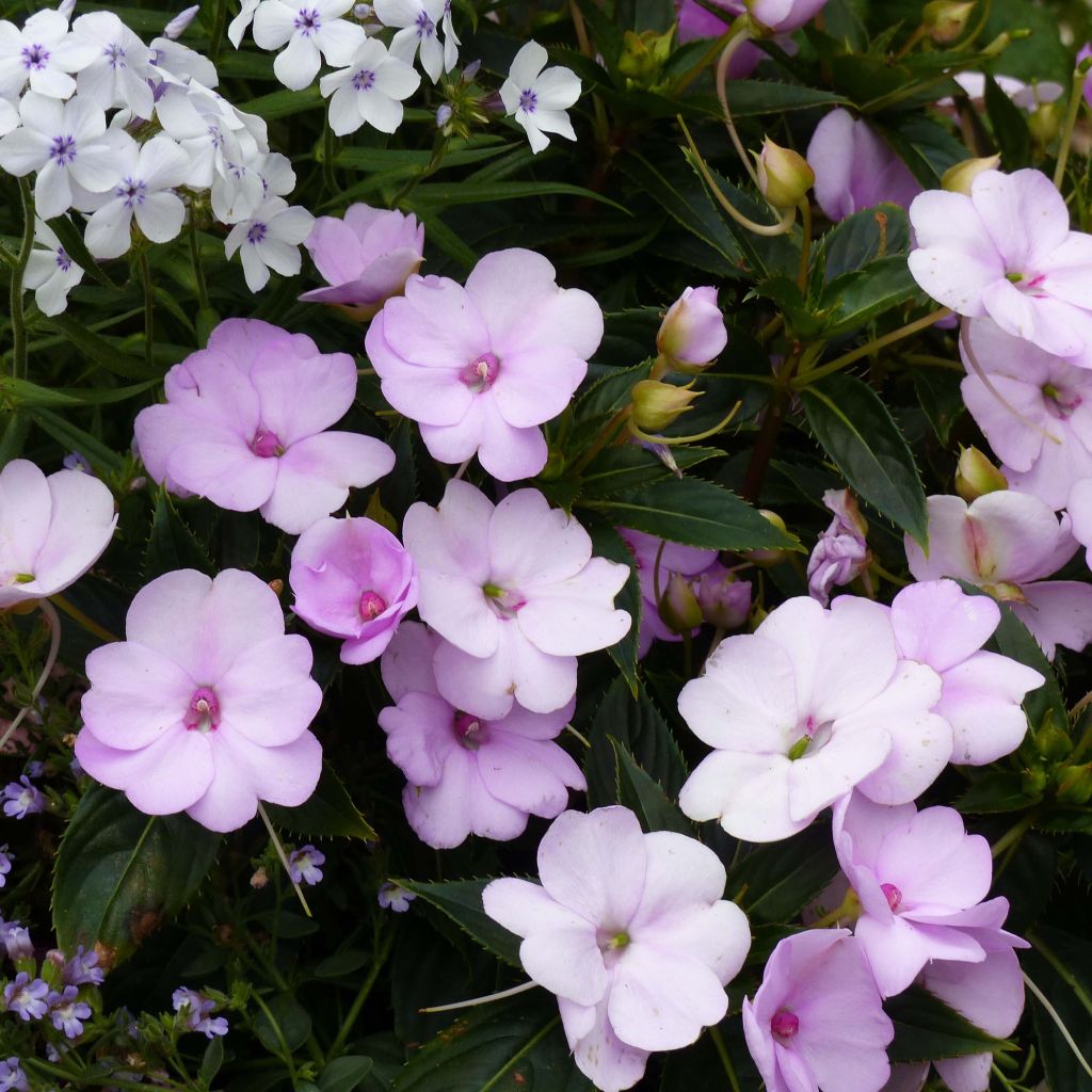 Impatiens Sunpatiens Compact Orchid Blush - Busy Lizzie