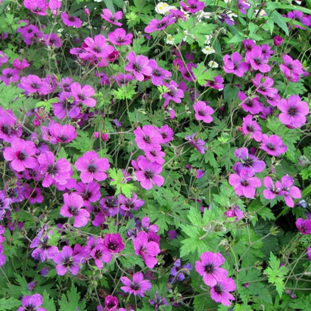 Geranium Dragon Heart