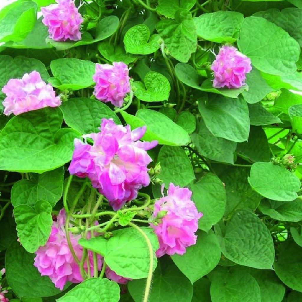 Ipomoea rubro-caerulea Rosa Volant - Morning Glory seeds