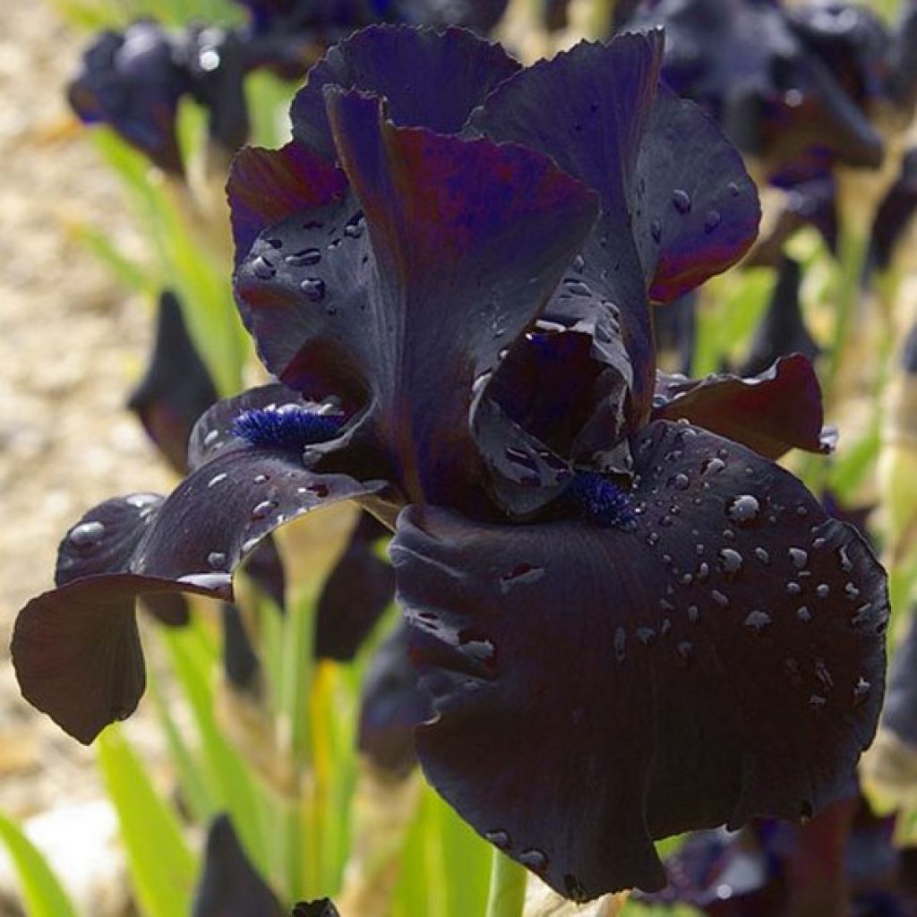 Iris germanica Black Suited - Bearded Iris