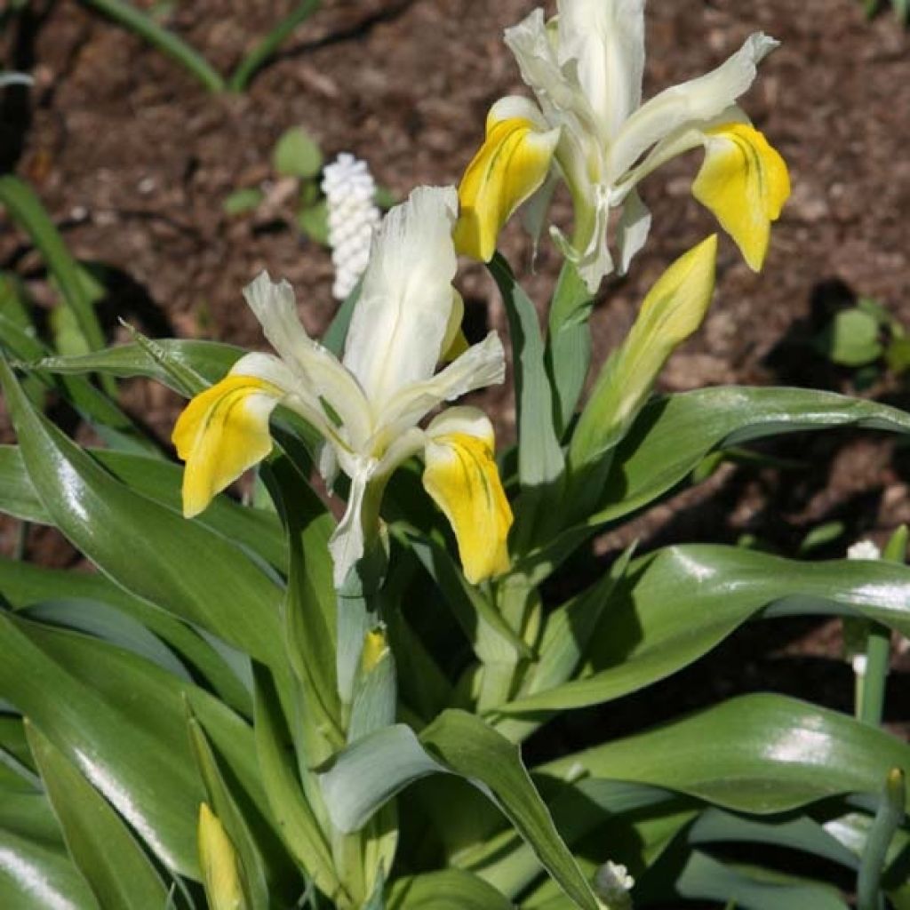 Iris bucharica