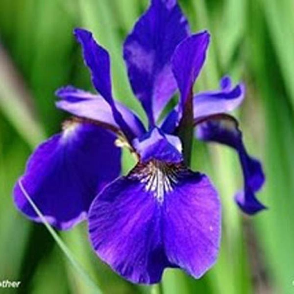 Iris sibirica Caesars Brother - Siberian Iris