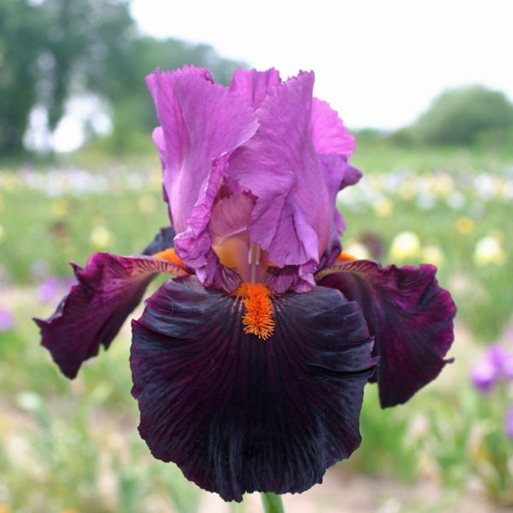 Iris germanica Fiery Temper - Bearded Iris
