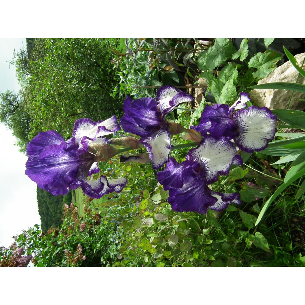 Iris germanica Art Deco - Bearded Iris