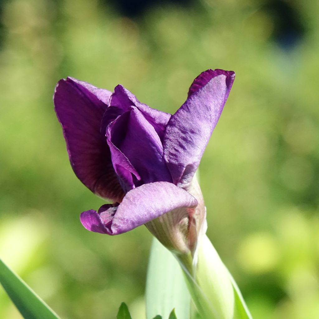 Iris germanica Colour me Rose - Bearded Iris