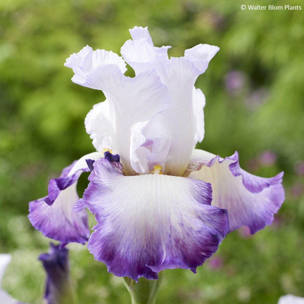 Iris Pastel Printanier - Tall Bearded Iris