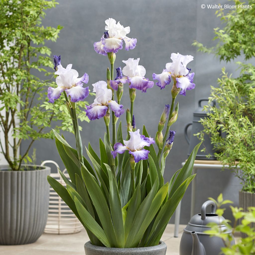 Iris Pastel Printanier - Tall Bearded Iris