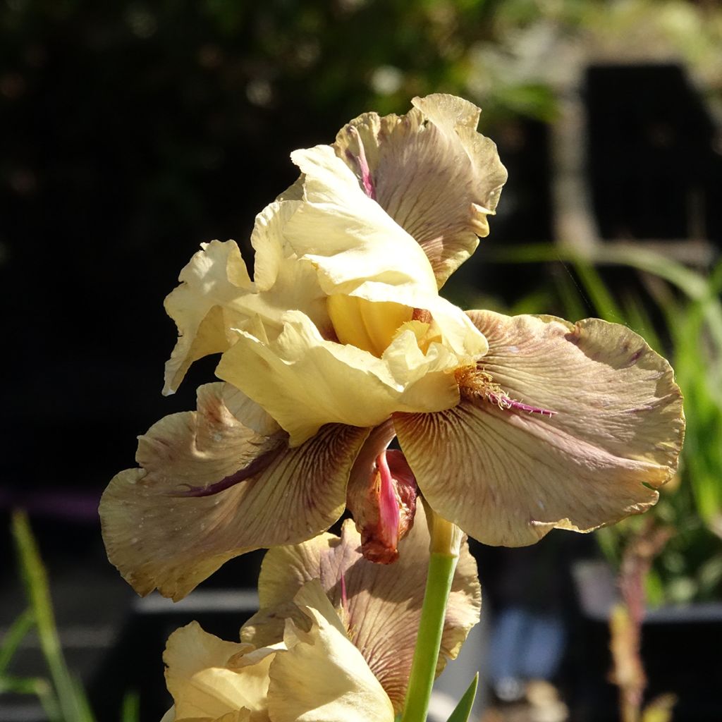 Iris Thornbird - Tall Bearded Iris