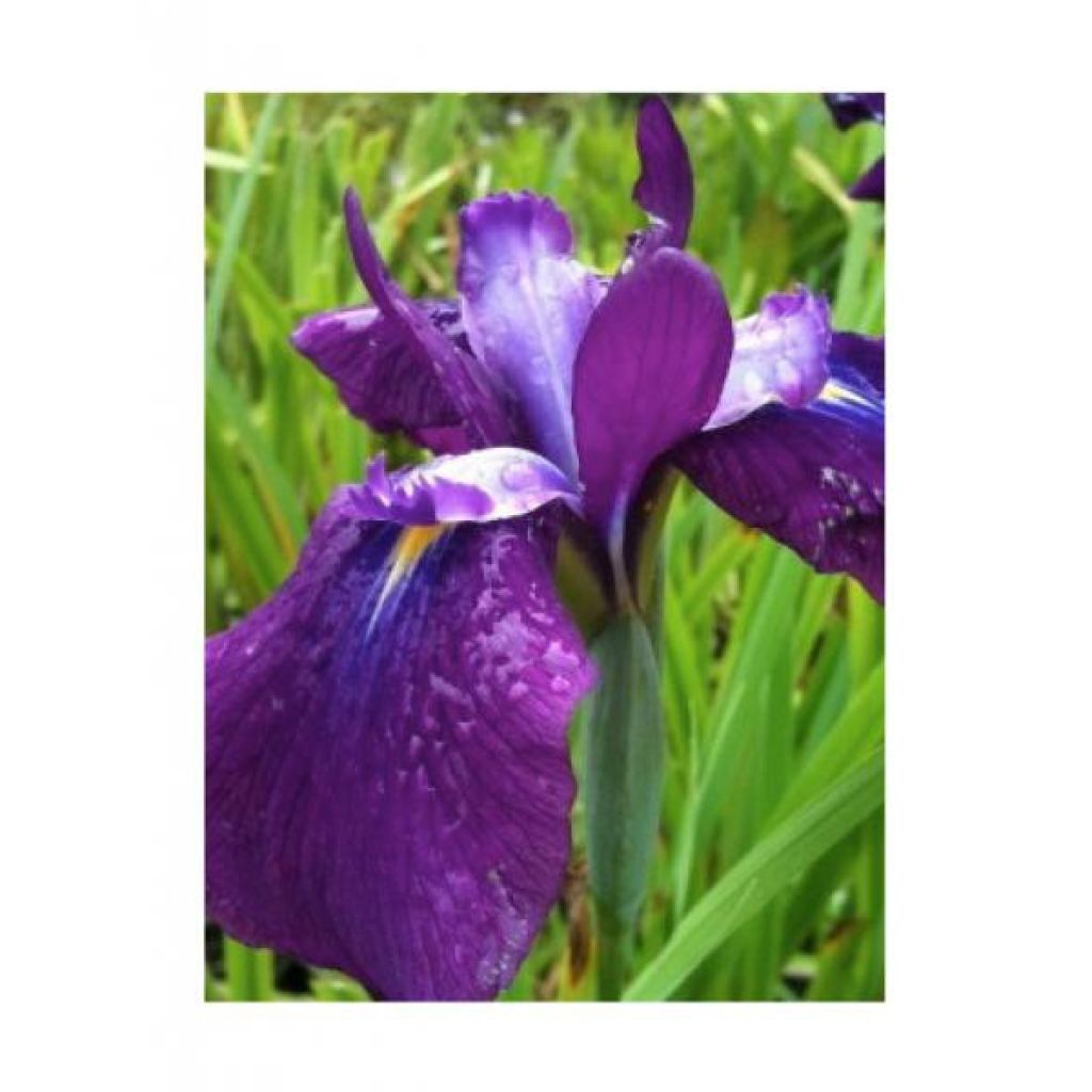 Iris ensata Sea of Amethyst - Japanese Water Iris