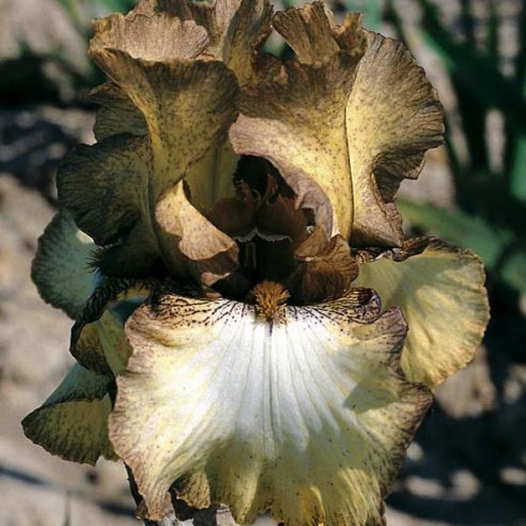 Iris Patina - Tall Bearded Iris