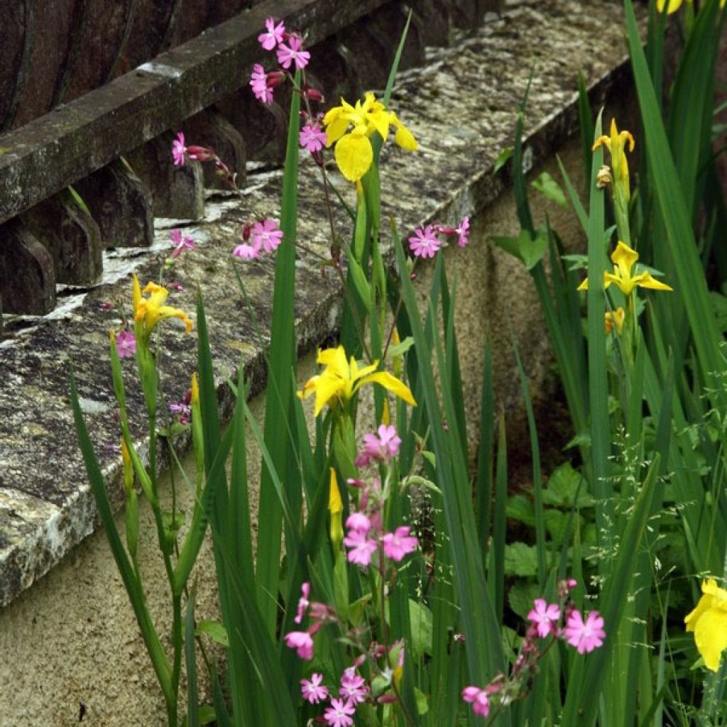 Iris pseudacorus - Yellow Flag