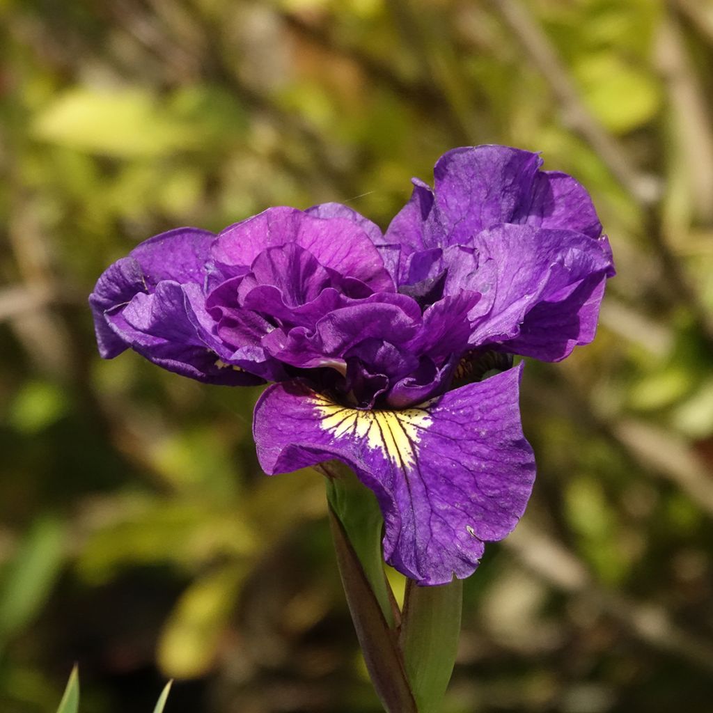 Iris sibirica Bundle of Joy - Siberian Iris