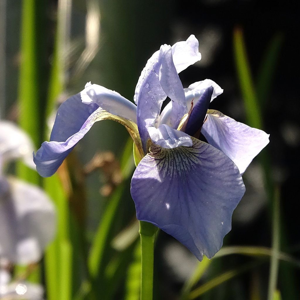 Iris sibirica Perrys Blue - Siberian Iris
