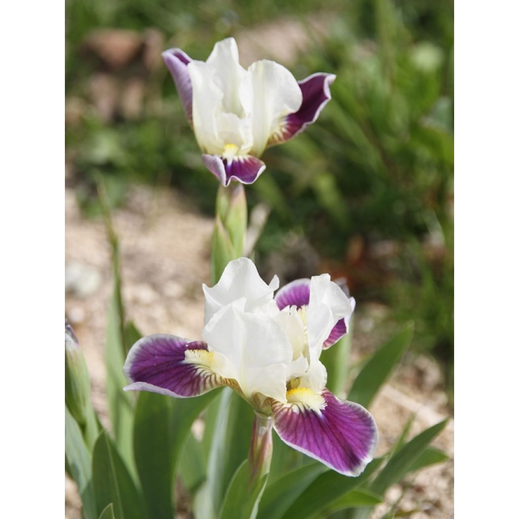 Iris germanica Making Eyes - Bearded Iris