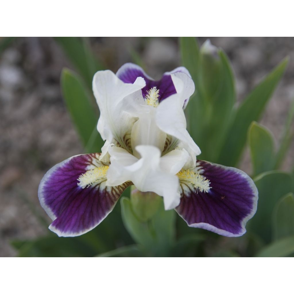 Iris germanica Making Eyes - Bearded Iris