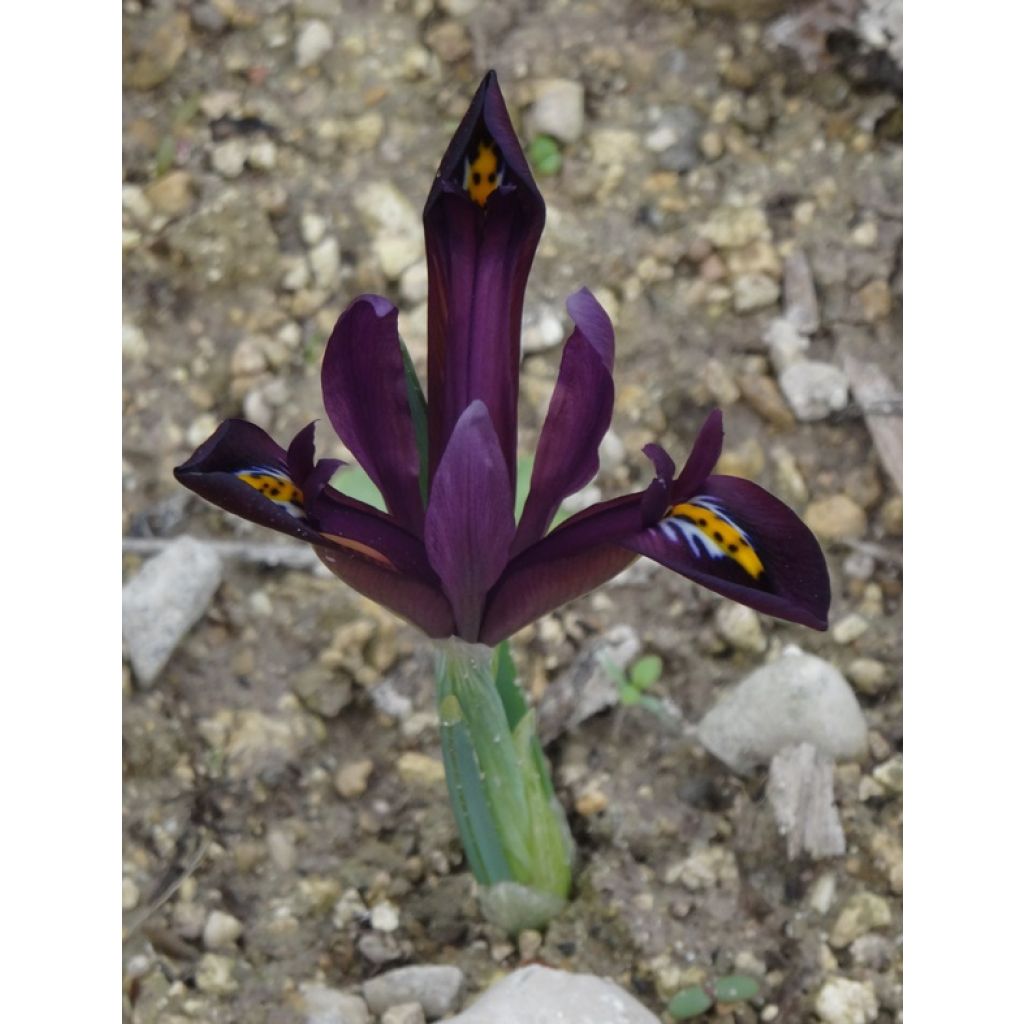 Iris reticulata Dijt