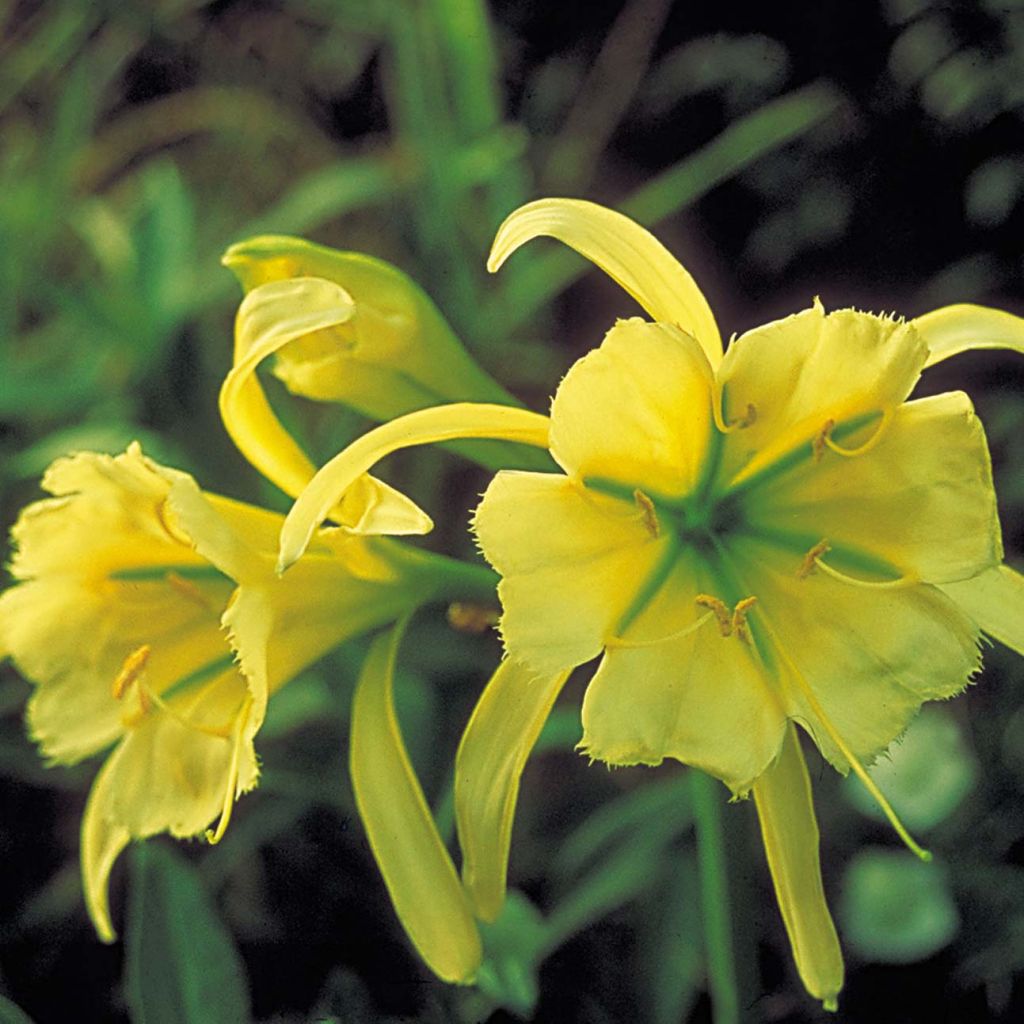 Hymenocallis festalis Sulphur Queen - Spider Lily