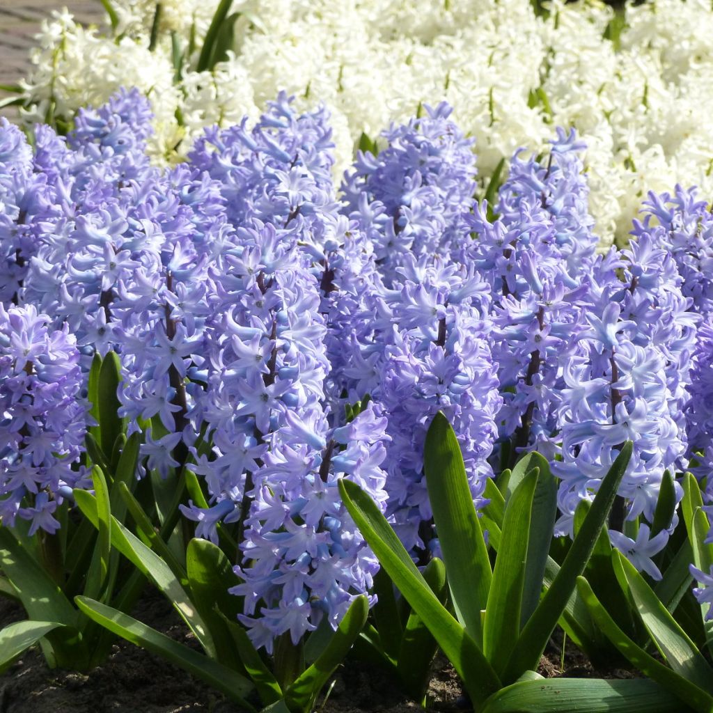 Hyacinthus Blue Eyes - Garden Hyacinth