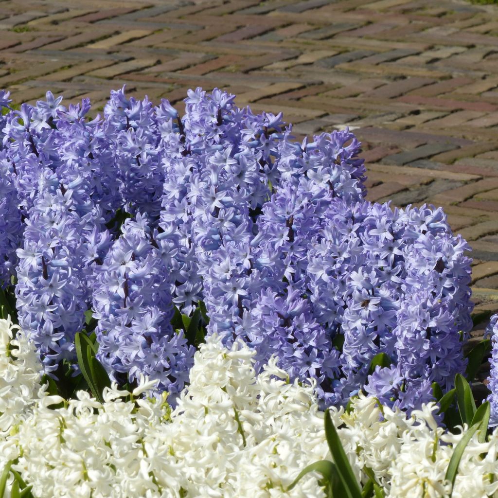 Hyacinthus Blue Eyes - Garden Hyacinth