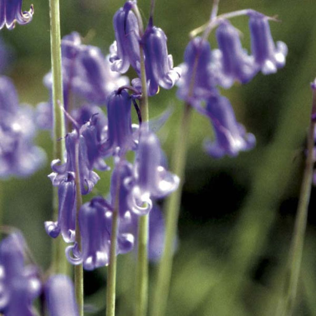Hyacinthoides non-scripta