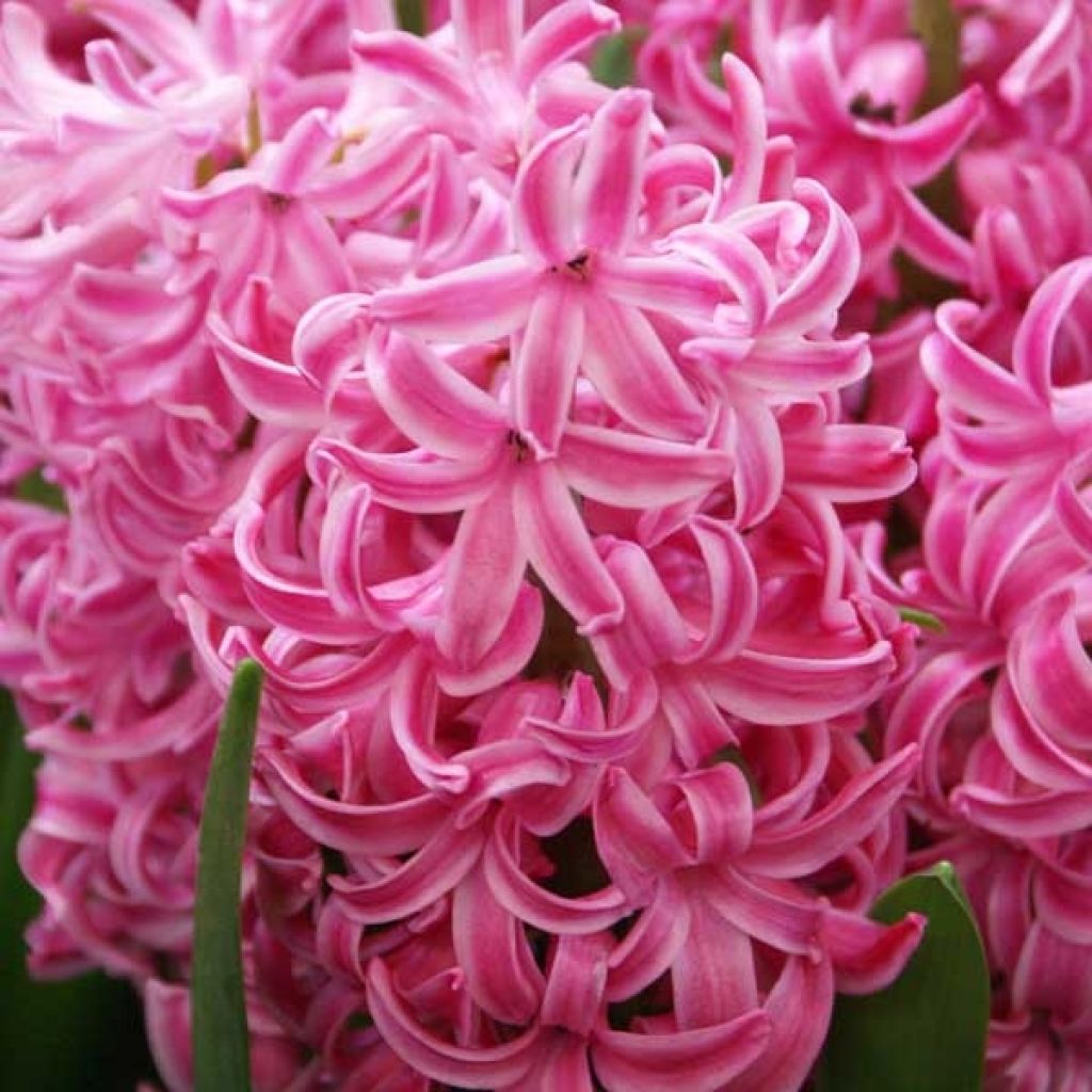 Hyacinthus x orientalis Pink Pearl