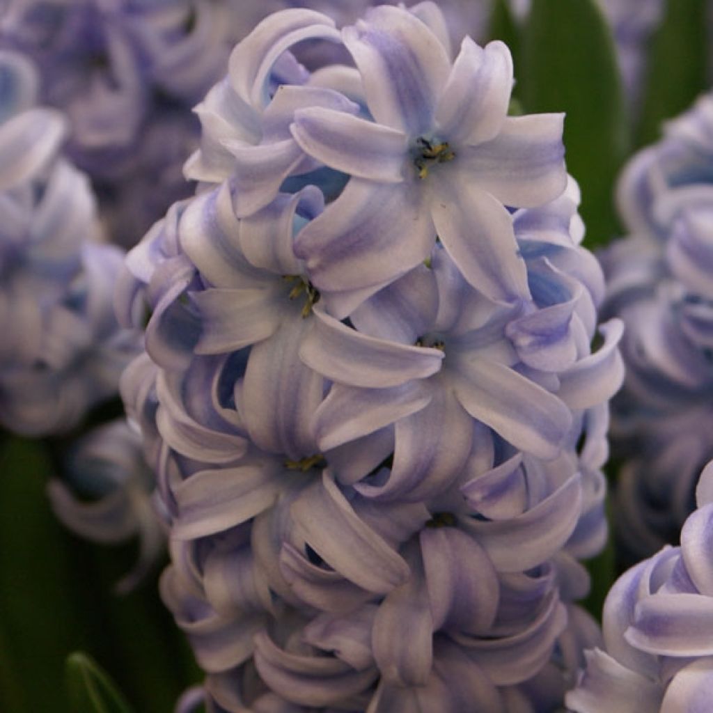 Hyacinthus x orientalis Sky Jacket